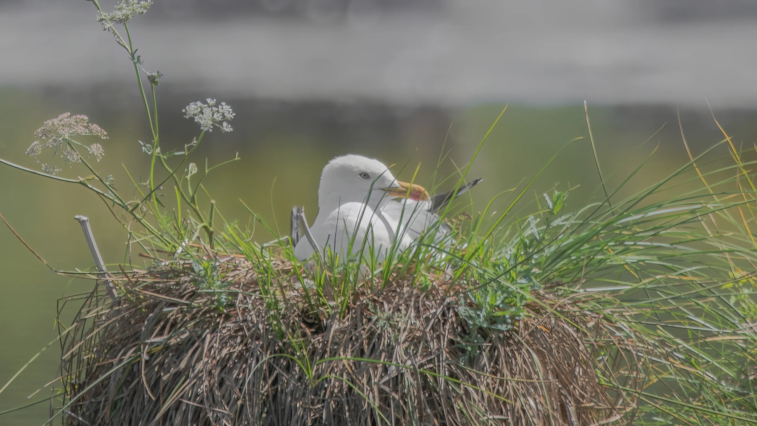 Mittelmeermöwe brütet in einem Nest aus Gras und Halmen am Ufer