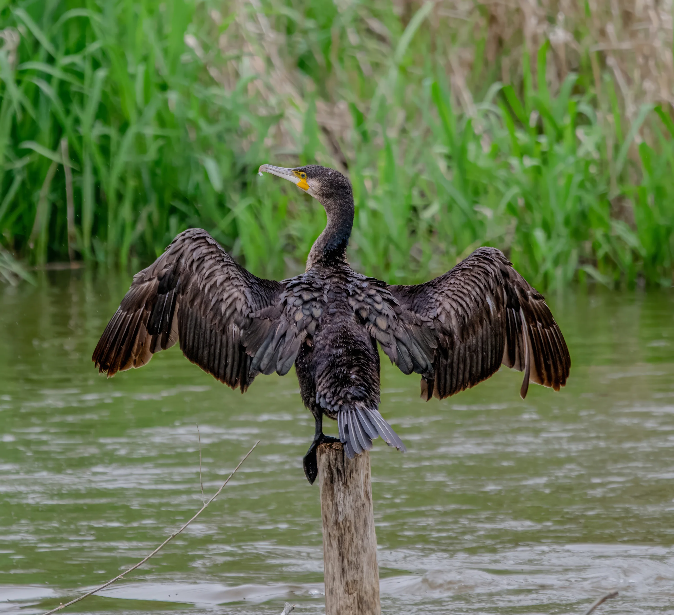 Kormoran trocknet mit weit ausgebreiteten Flügeln auf einem Holzpfahl sein Gefieder