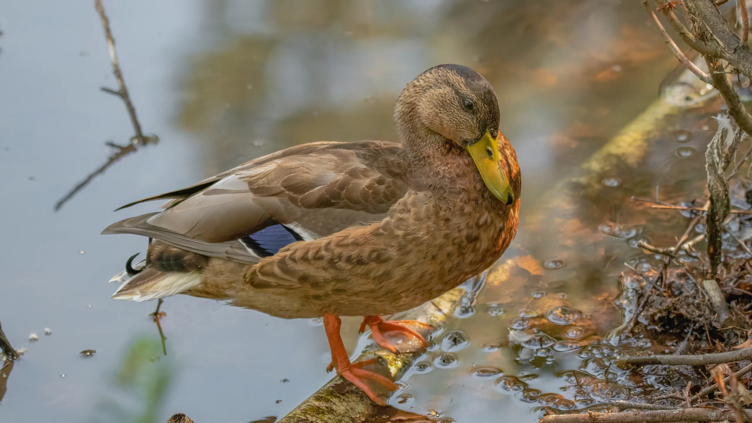 Ente Schwenninger Moos Tierfotografie Vogelfotografie Outdoor Natur Travel