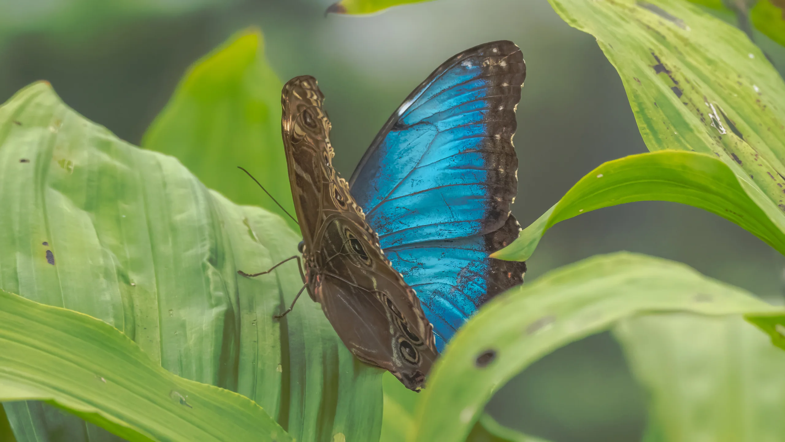 Blauer Morphofalter mit leuchtend blauen Flügeln auf einem grünen Blatt