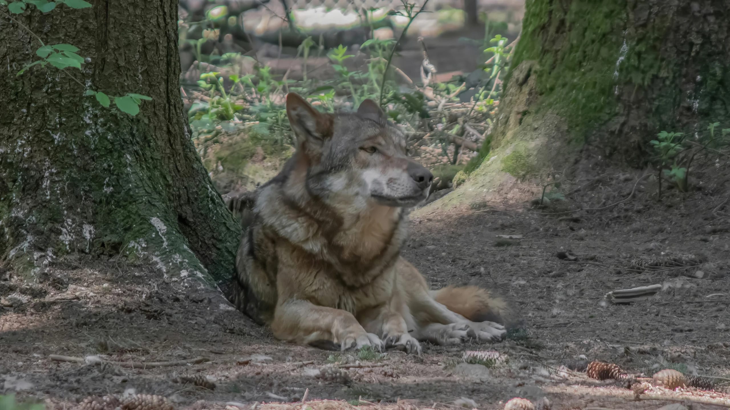 Wolf liegt ausruhend am Fuß eines Baumstamms im Schatten