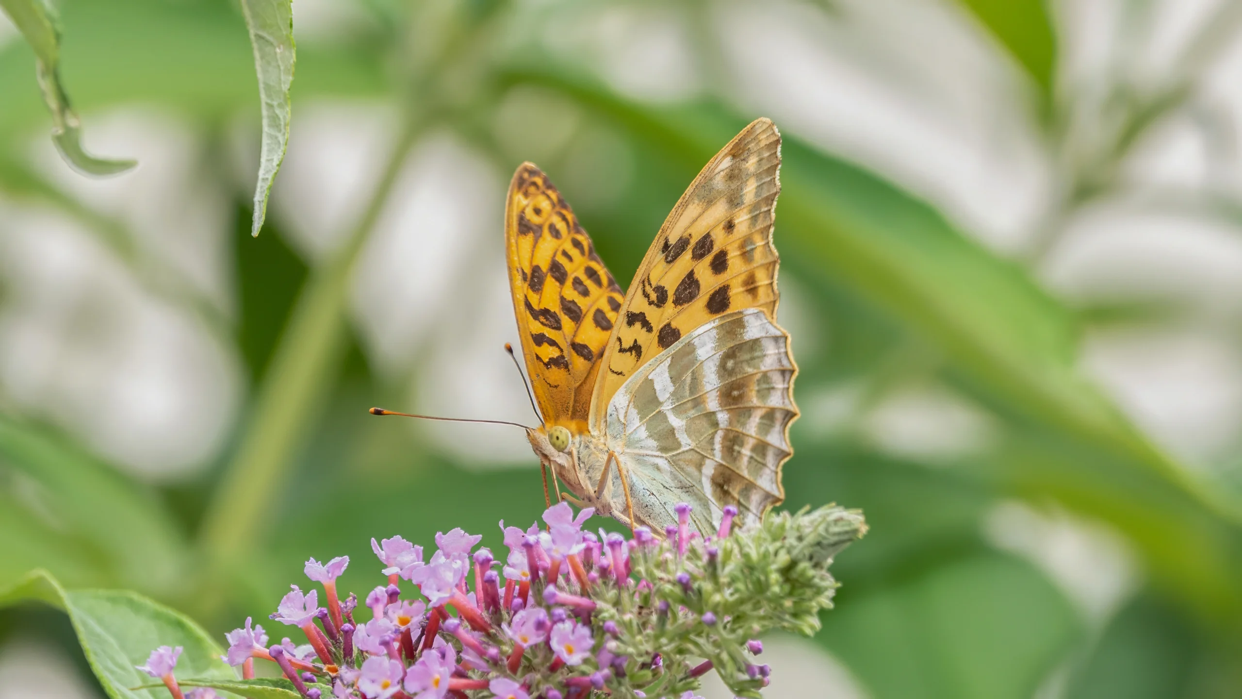 Kaisermantel Silberstrich Tagfalter Perlmutfalter Schmetterling Insekten