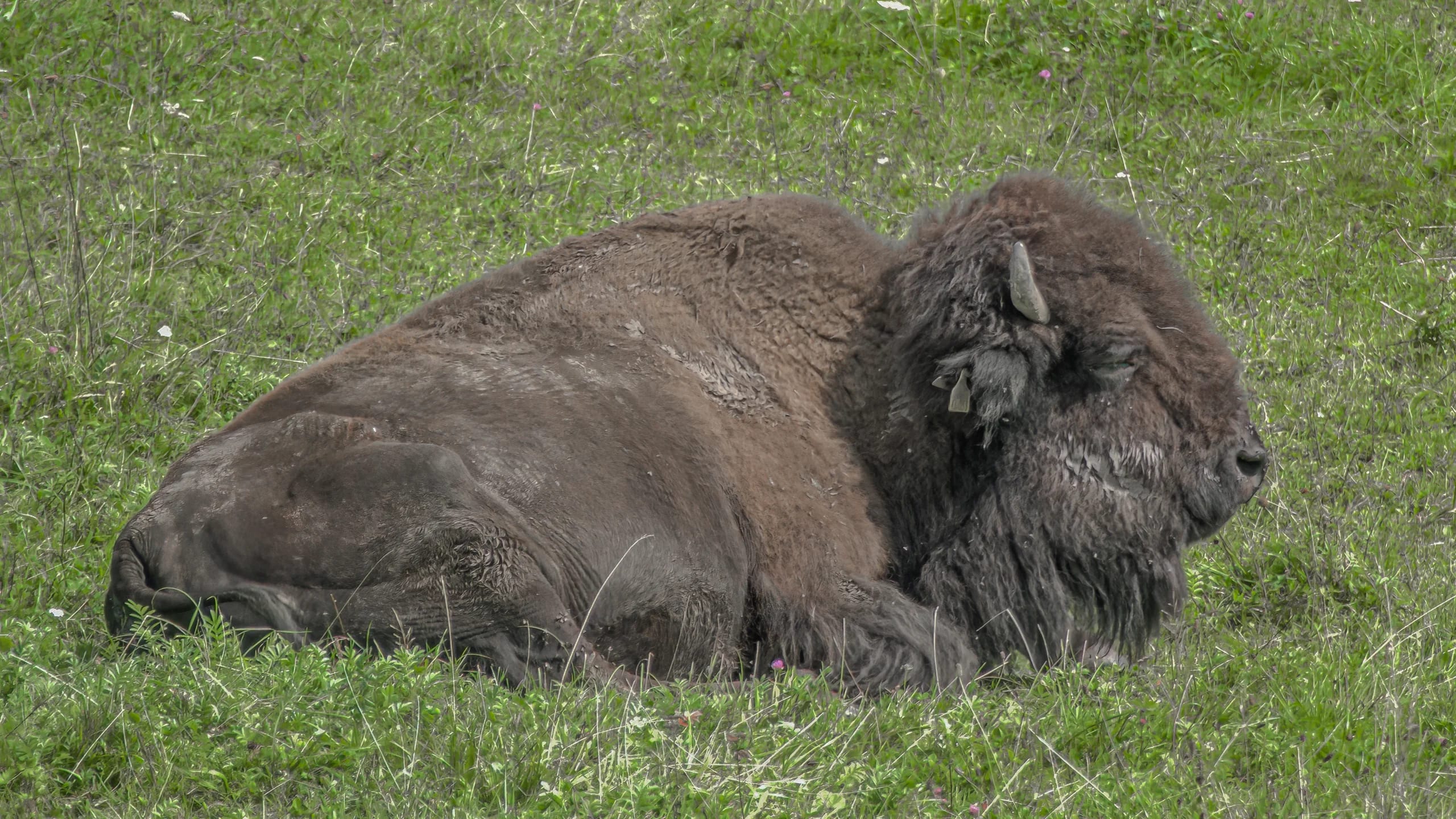 Bison liegt wiederkäuend im hohen Gras einer Weide