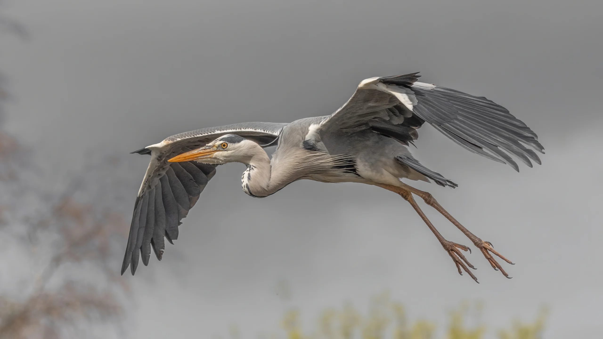 Graureiher Vogel Vogelfotografie Schwenninger Moos Natur Outdoor Tierfotografie