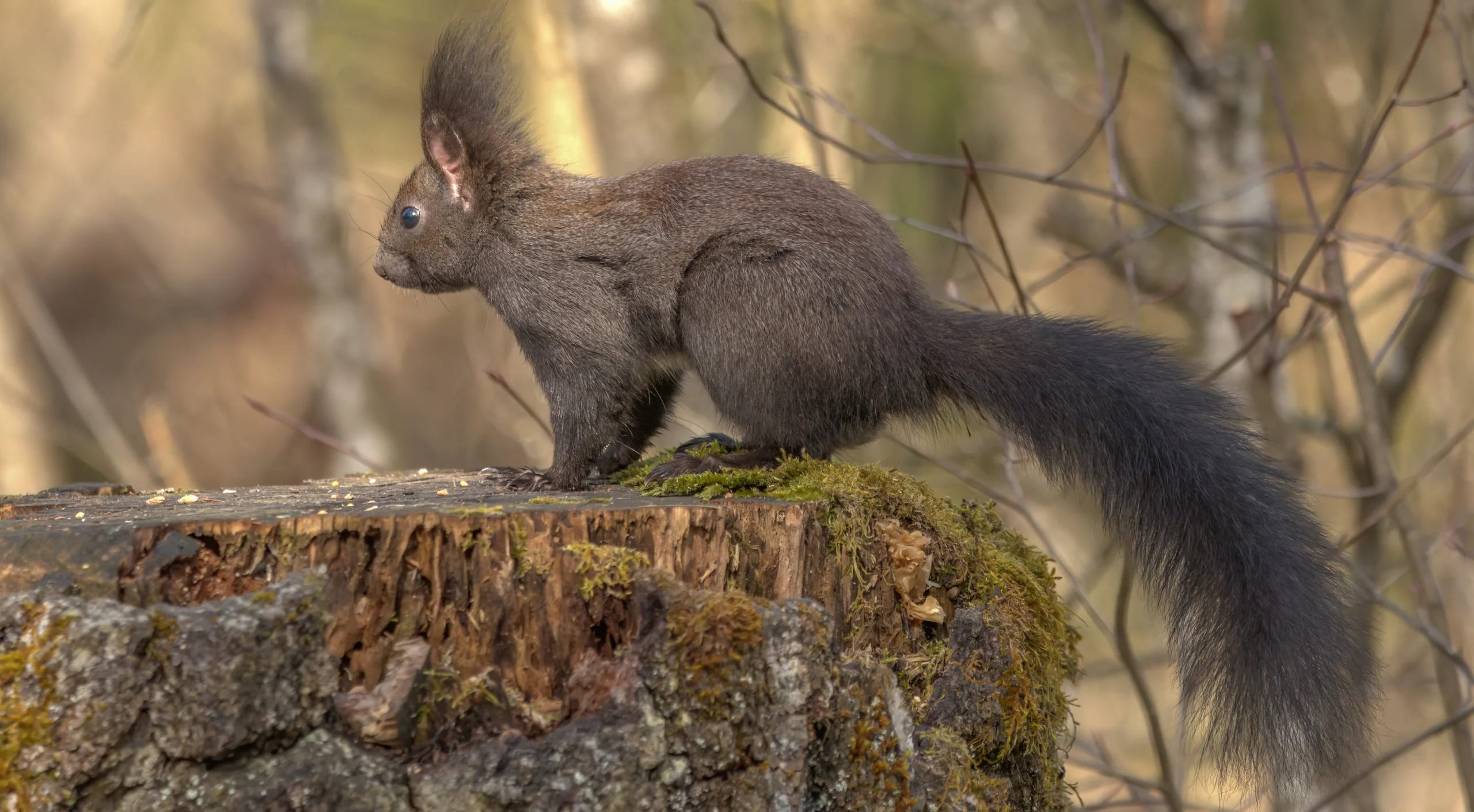 Dunkel gefärbtes Eichhörnchen steht auf einem bemoosten Baumstumpf