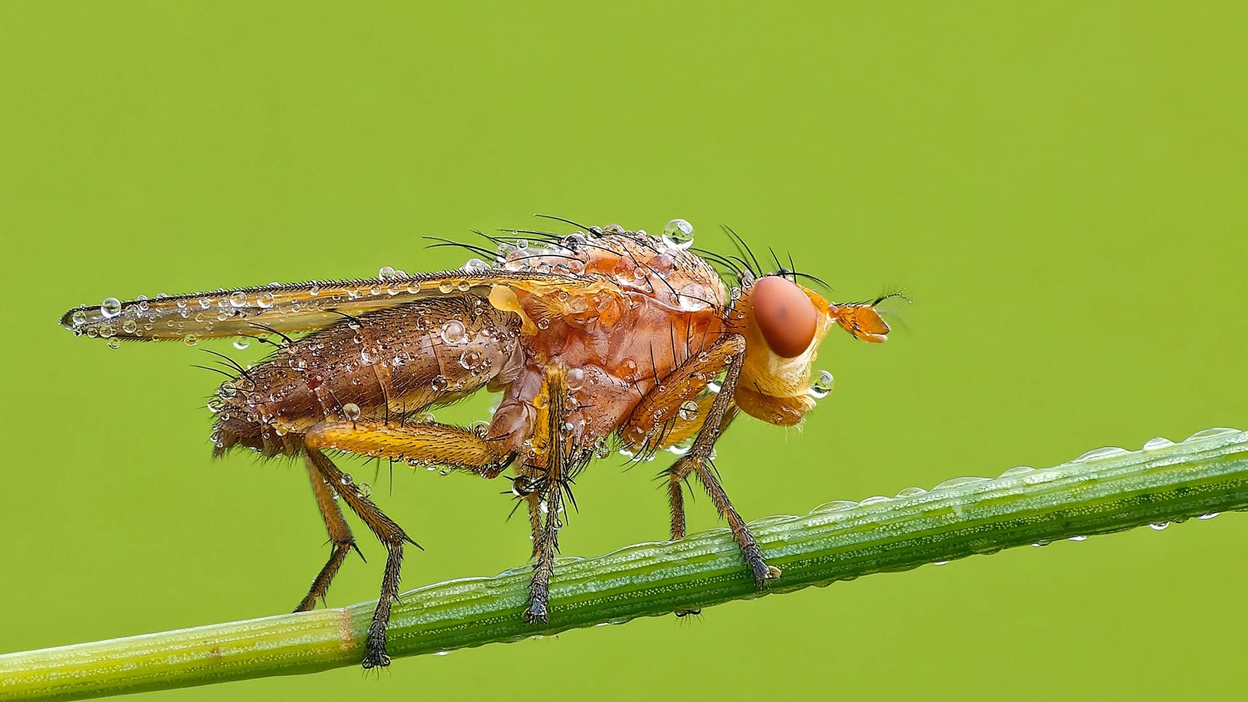 Dungfliege Fliegen Insekten Scathophagidae Muscoidea Brachycera Cyclorrhapha