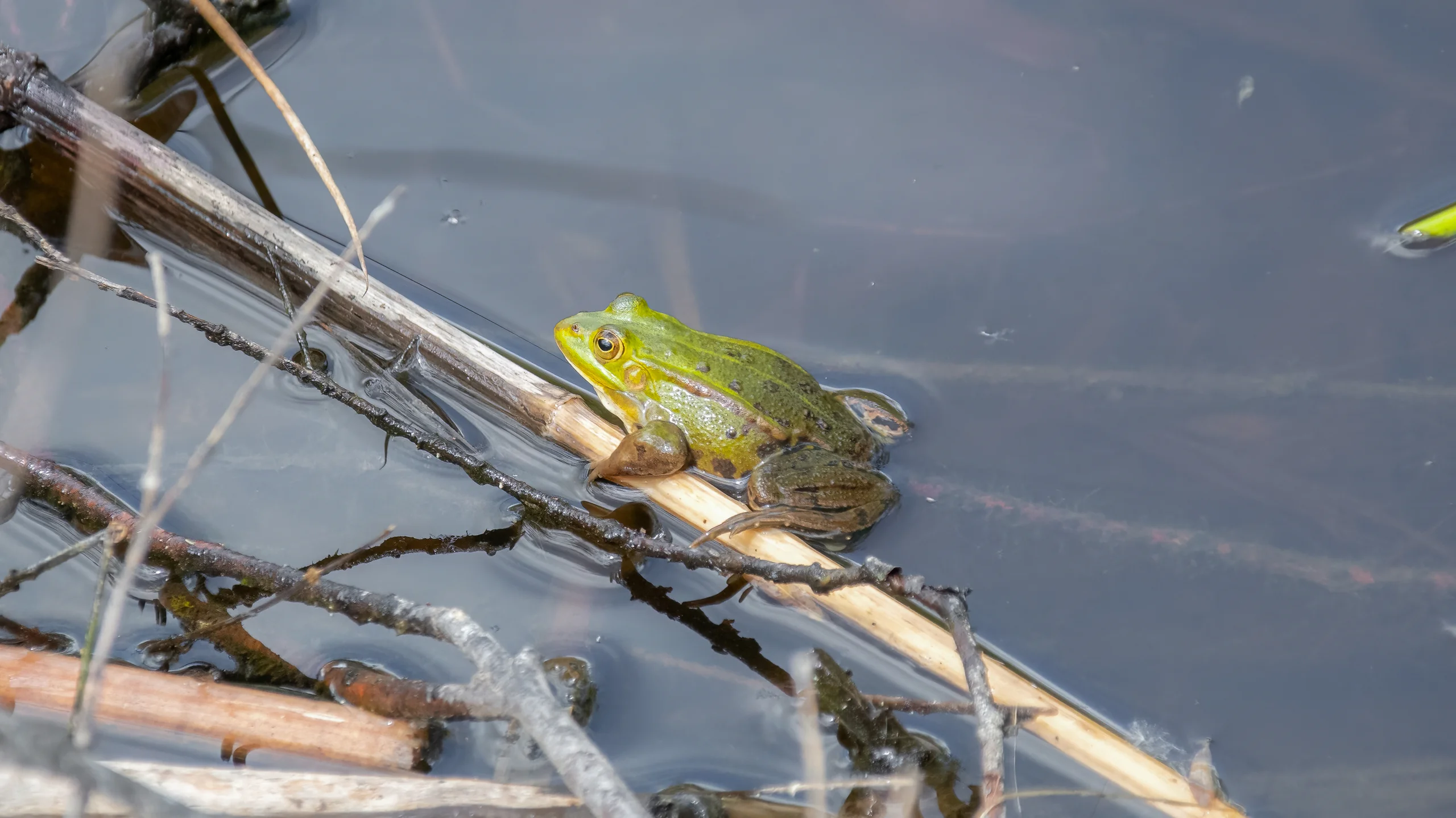 Grüner Teichfrosch sitzt auf einem Schilfhalm im flachen Wasser