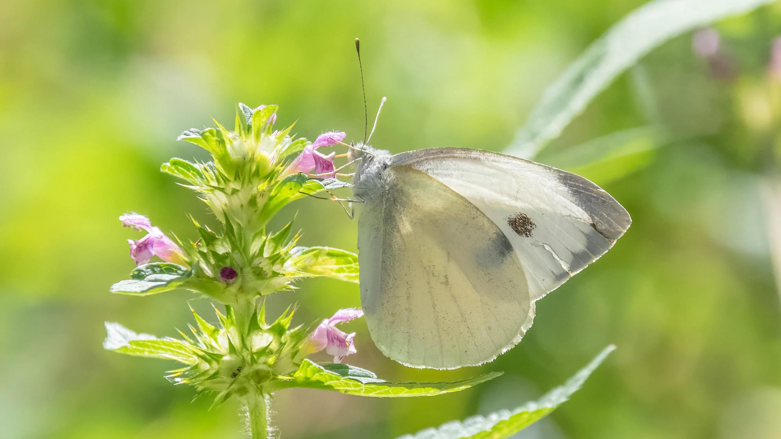 Schmetterling Tagfalter Insekten Tiere Outdoor Travel Natur Portrait