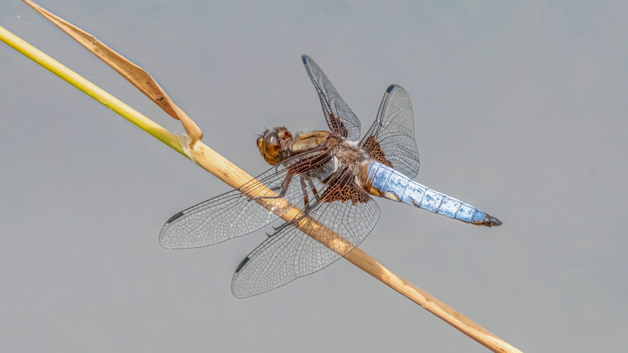 Plattbauch Libelle Insekten